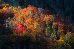 Chimney Tops